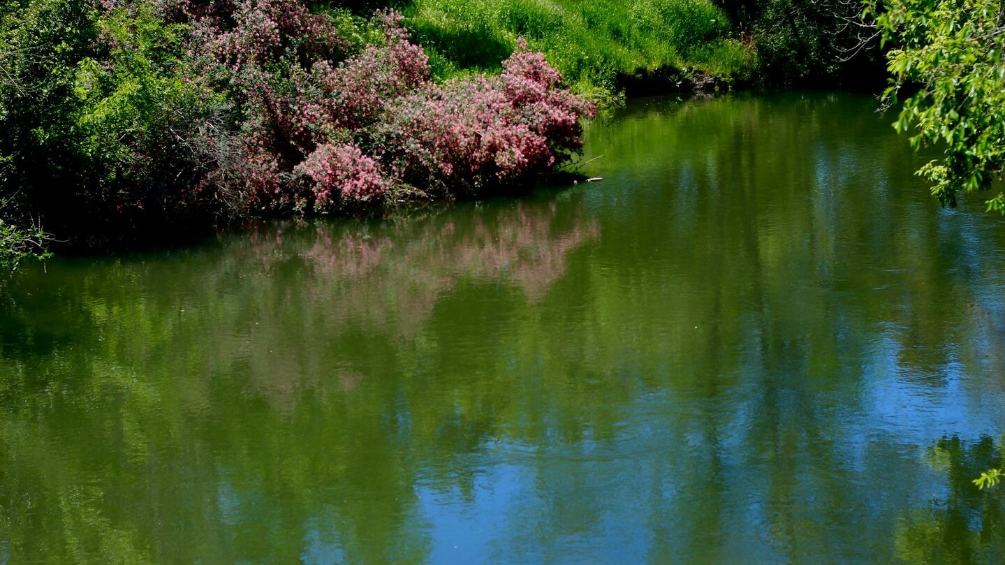 Река и отражение растений