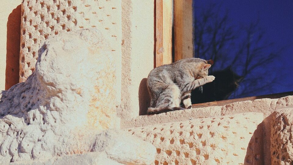 Кот сидит на подоконнике