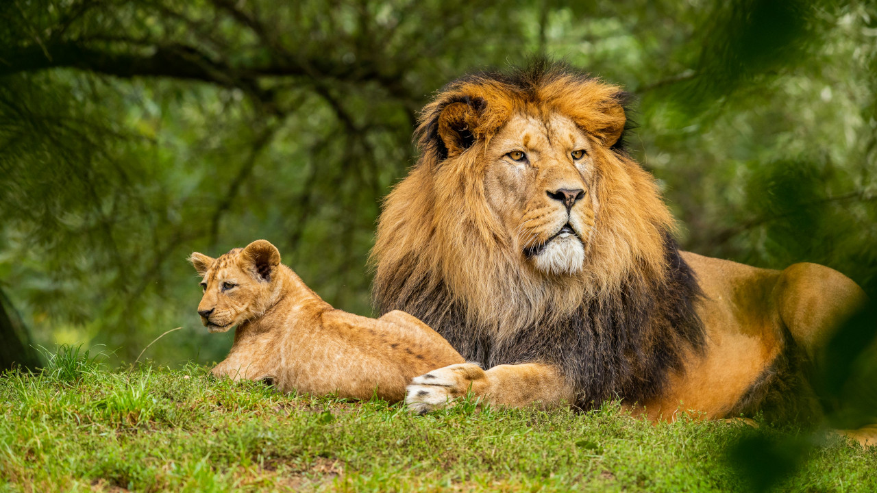 Могучий лев с маленьким львенком, лежат на земле