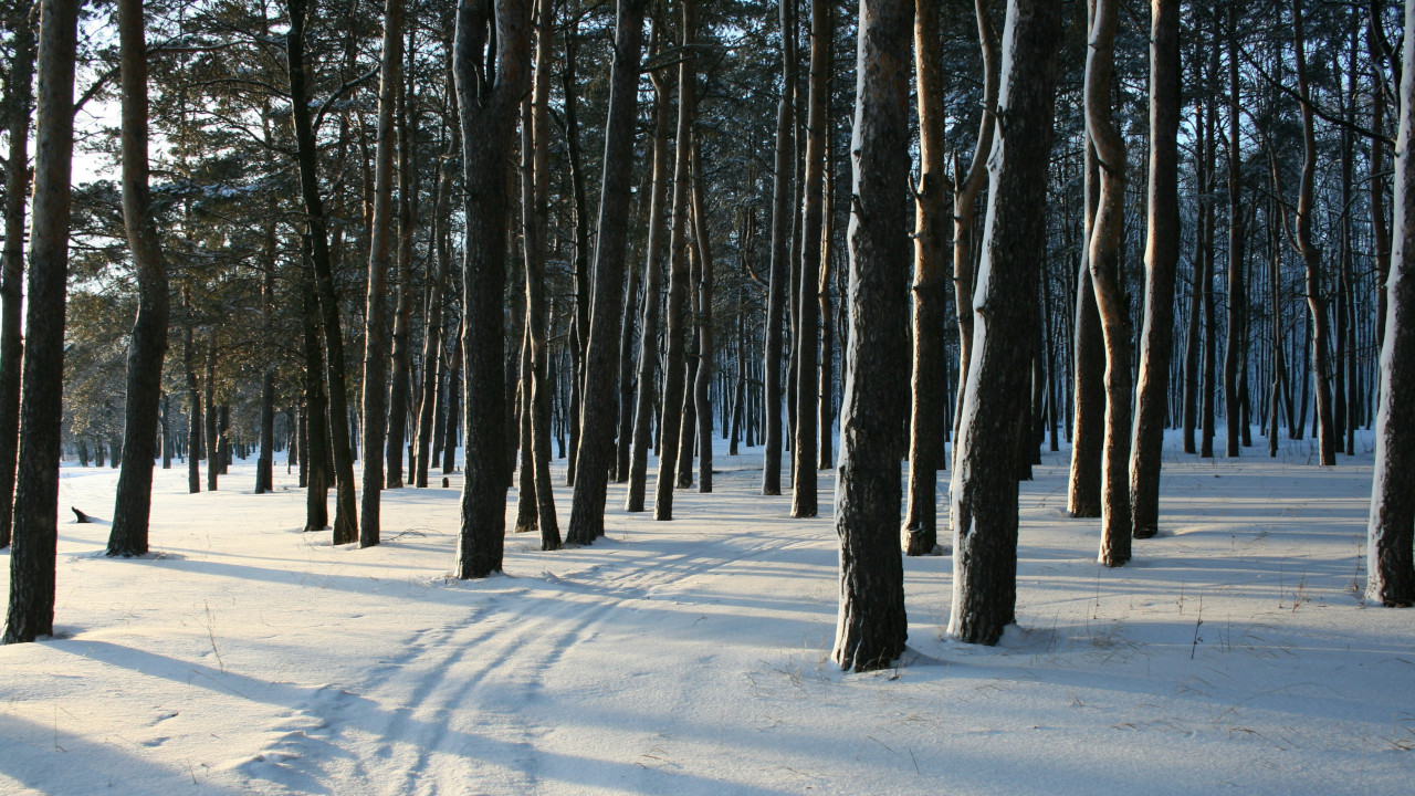 Лыжня в утреннем лесу