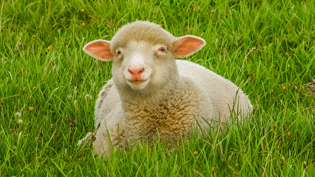 Овечка отдыхает на зеленом лугу