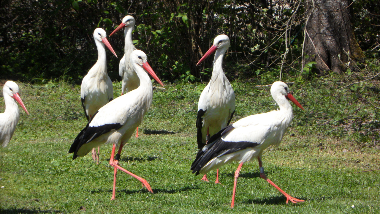 Стая аистов на опушке леса