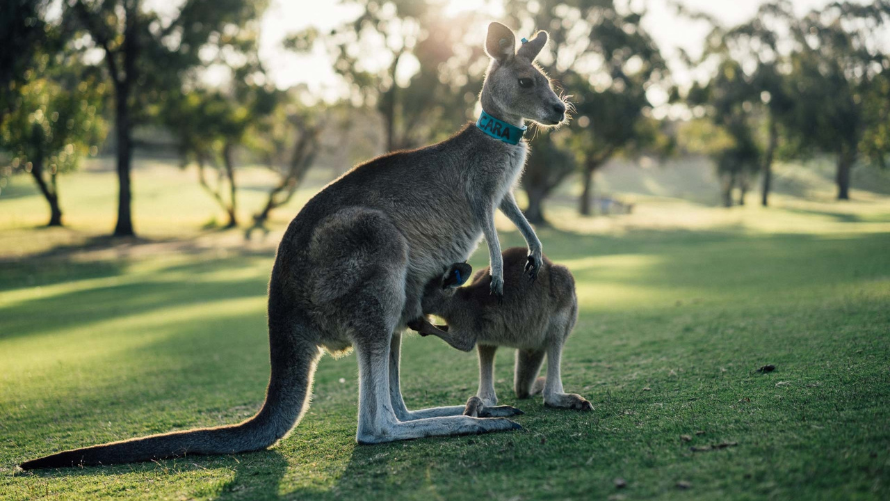 Самка кенгуру с детёнышем