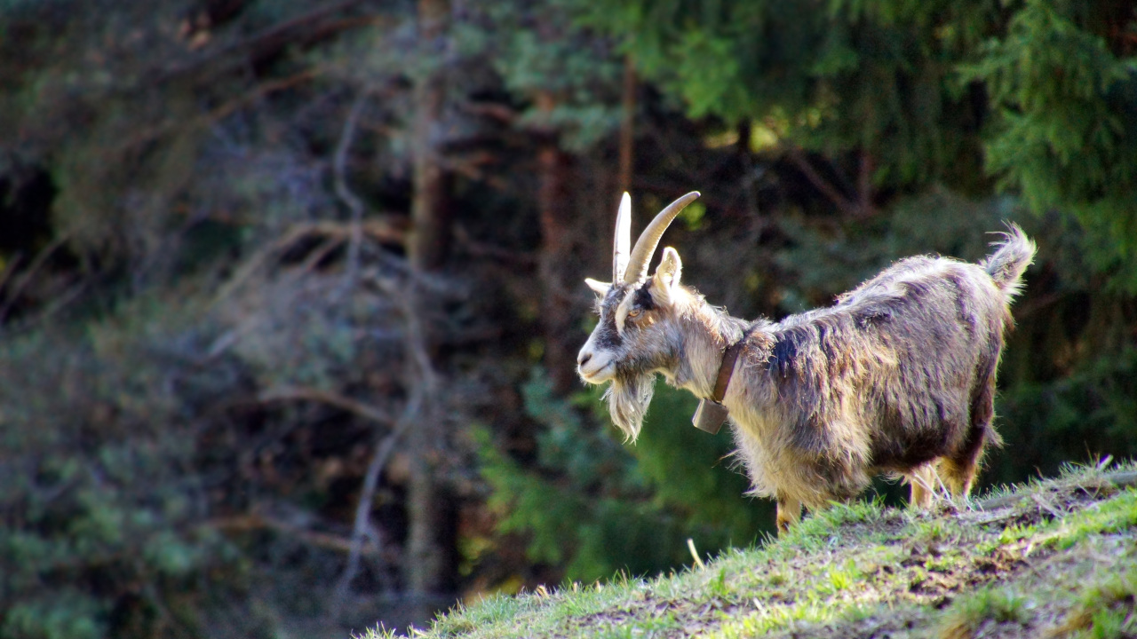 Козел на фоне леса