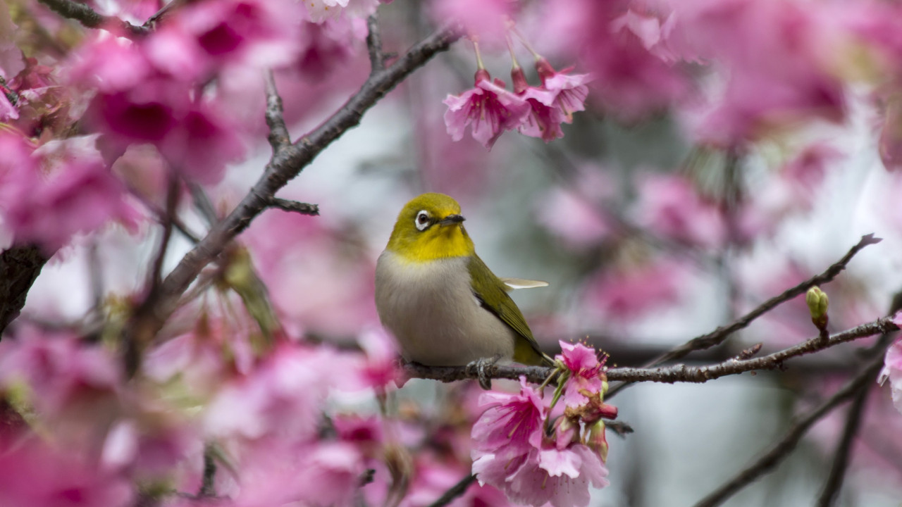 Синичка сидит на ветвях дерева, цветущего розовыми цветами