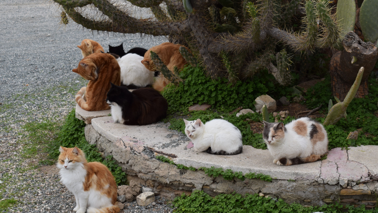 Кошечки отдыхают на каменной клумбе и вокруг неё