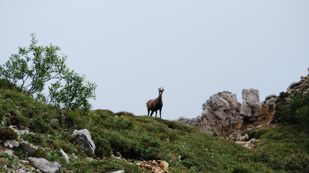 Серна на склоне холма
