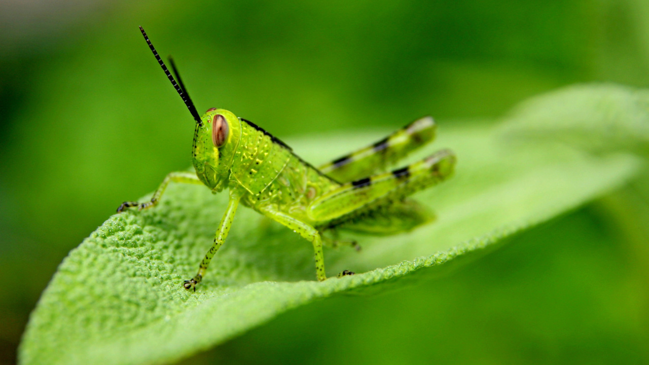 Зелёный кузнечик, сидит на зелёном листе