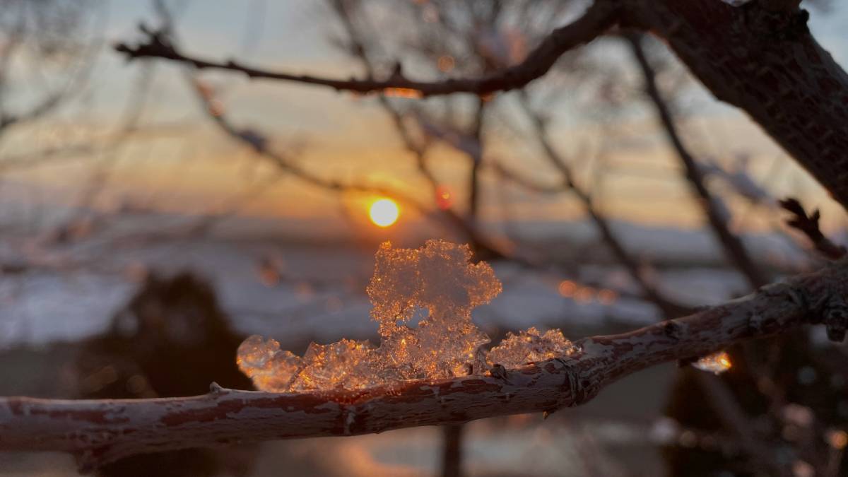 Солнечный закат сквозь ветки деревьев