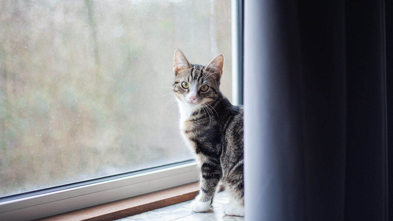 Котенок сидит на подоконнике: прикрытом сине-серой шторой