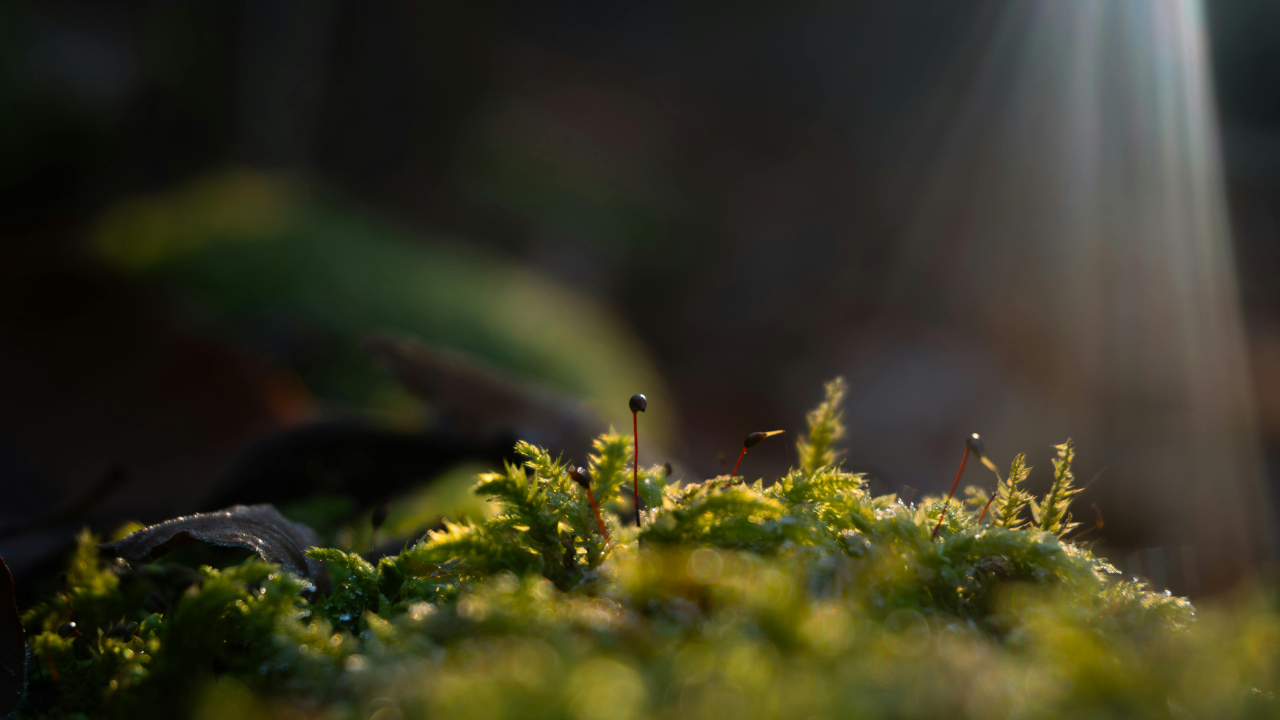Яркий, солнечный луч освещает маленькие растения