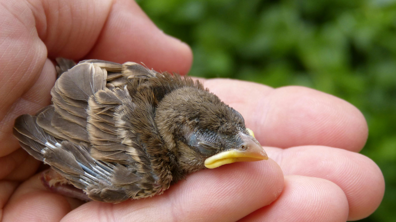 Птенец лежит на ладошке