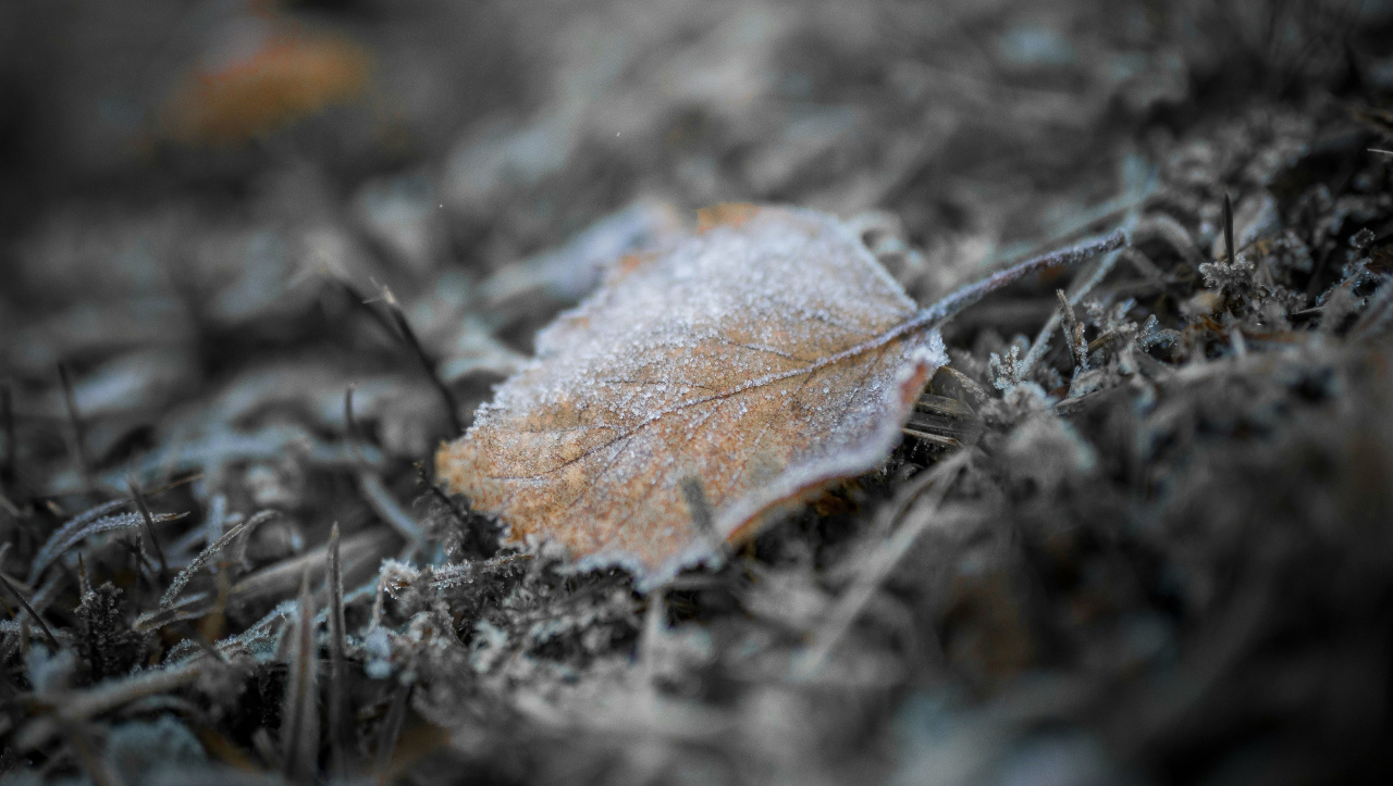 Замерзший лист