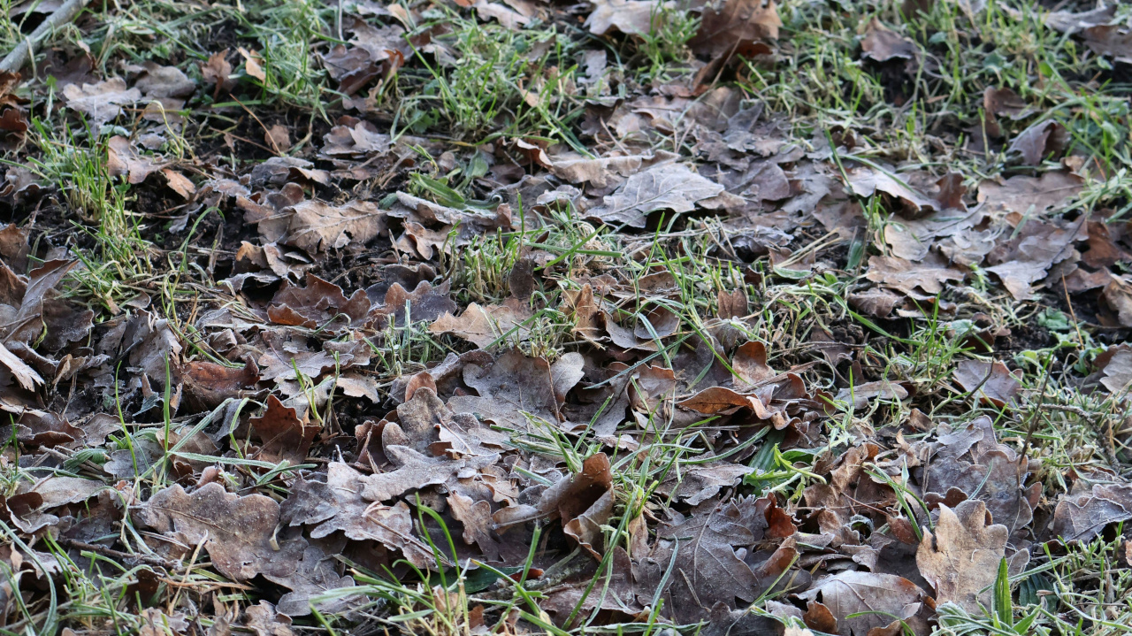 Замерзшая земля