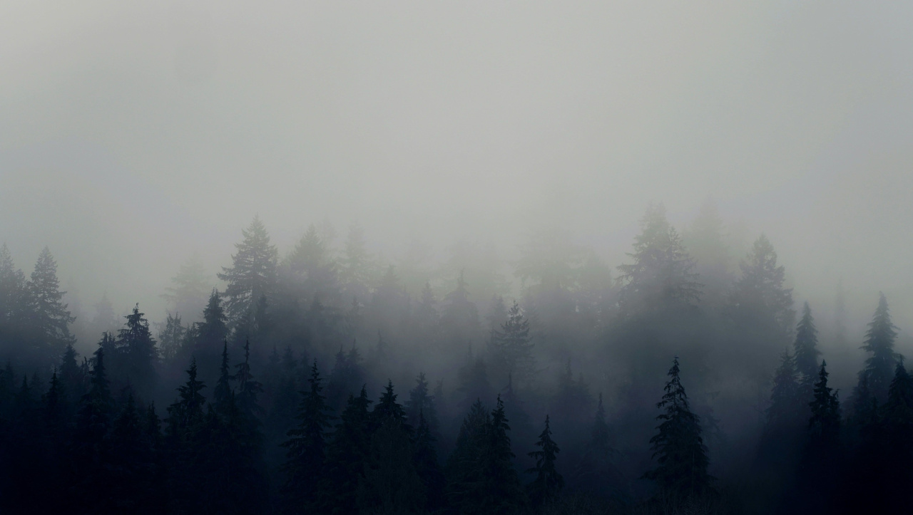 Туман над лесом