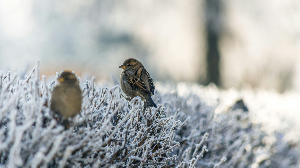 Воробьи в кустах