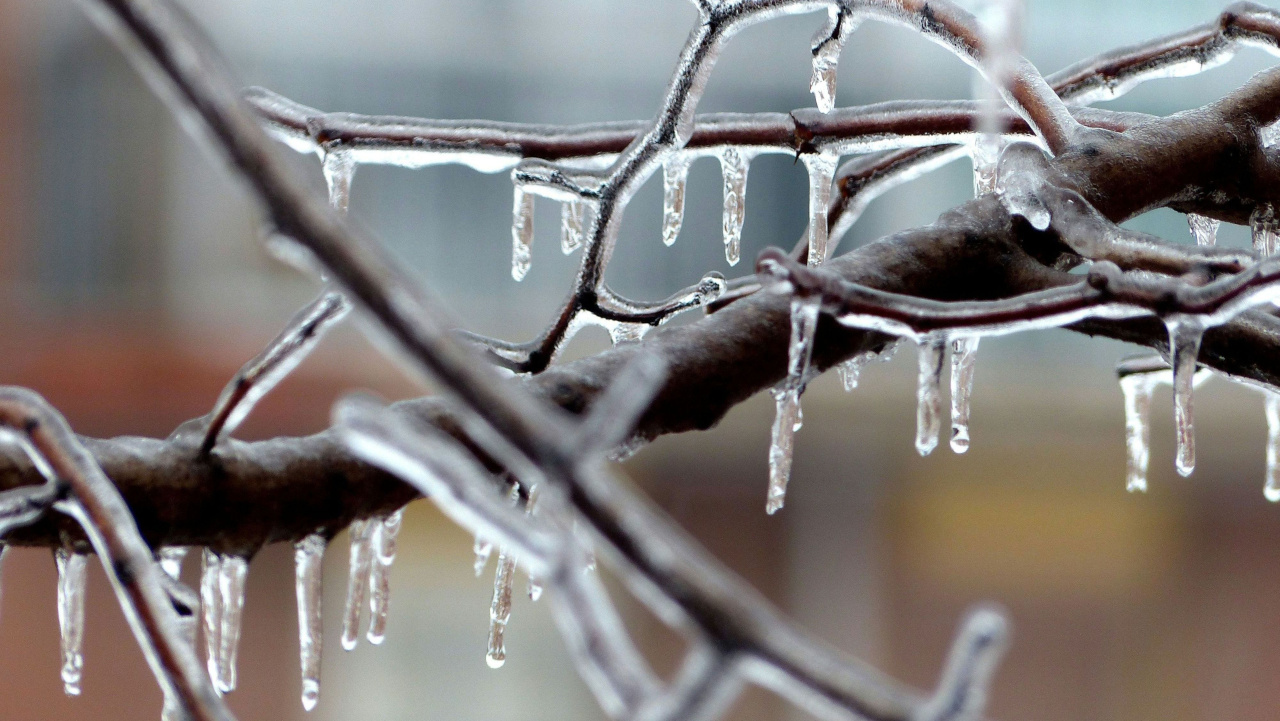 Сосульки на ветках