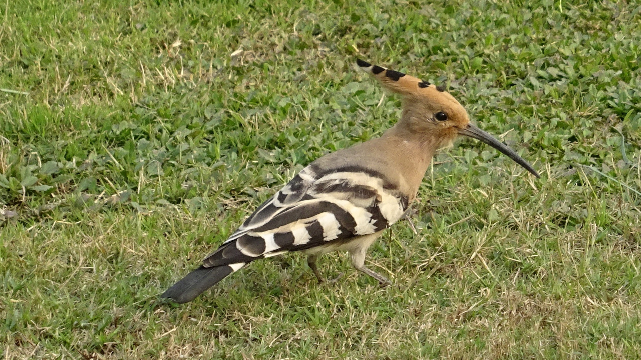 Красивая птица с полосатыми крыльями