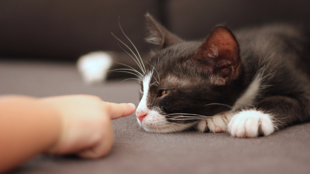 Ребенок пальчиком тянется к отдыхающей кошке.