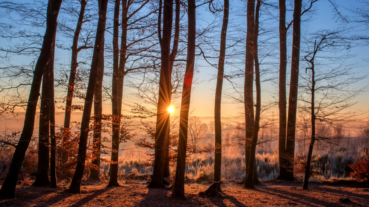 Морозное, солнечное утро в лесу.