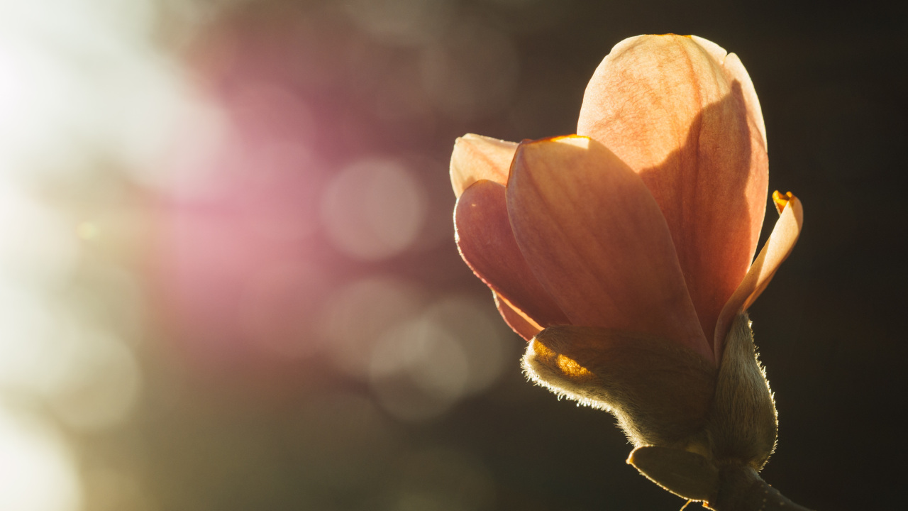 Бутон цветка распускается под лучами солнца