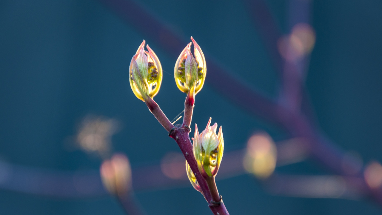 Распускающиеся почки