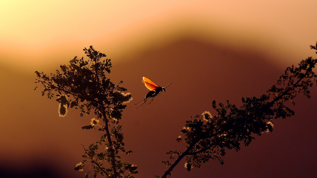 Насекомое перелетает с одного цветка на другой