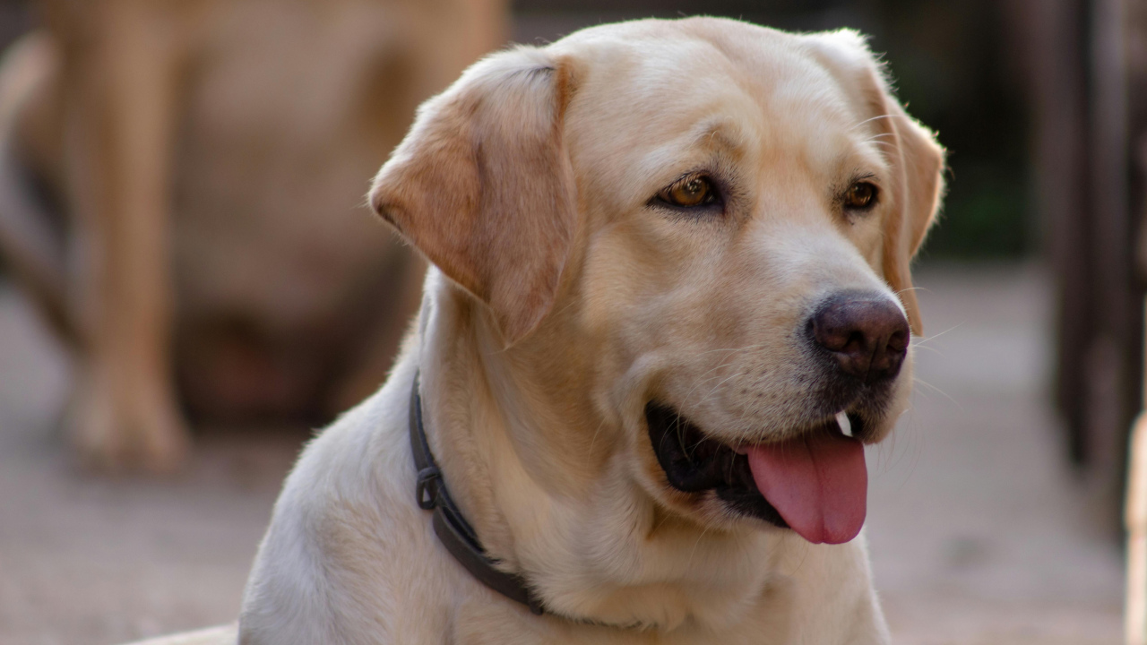 Морда лабрадора