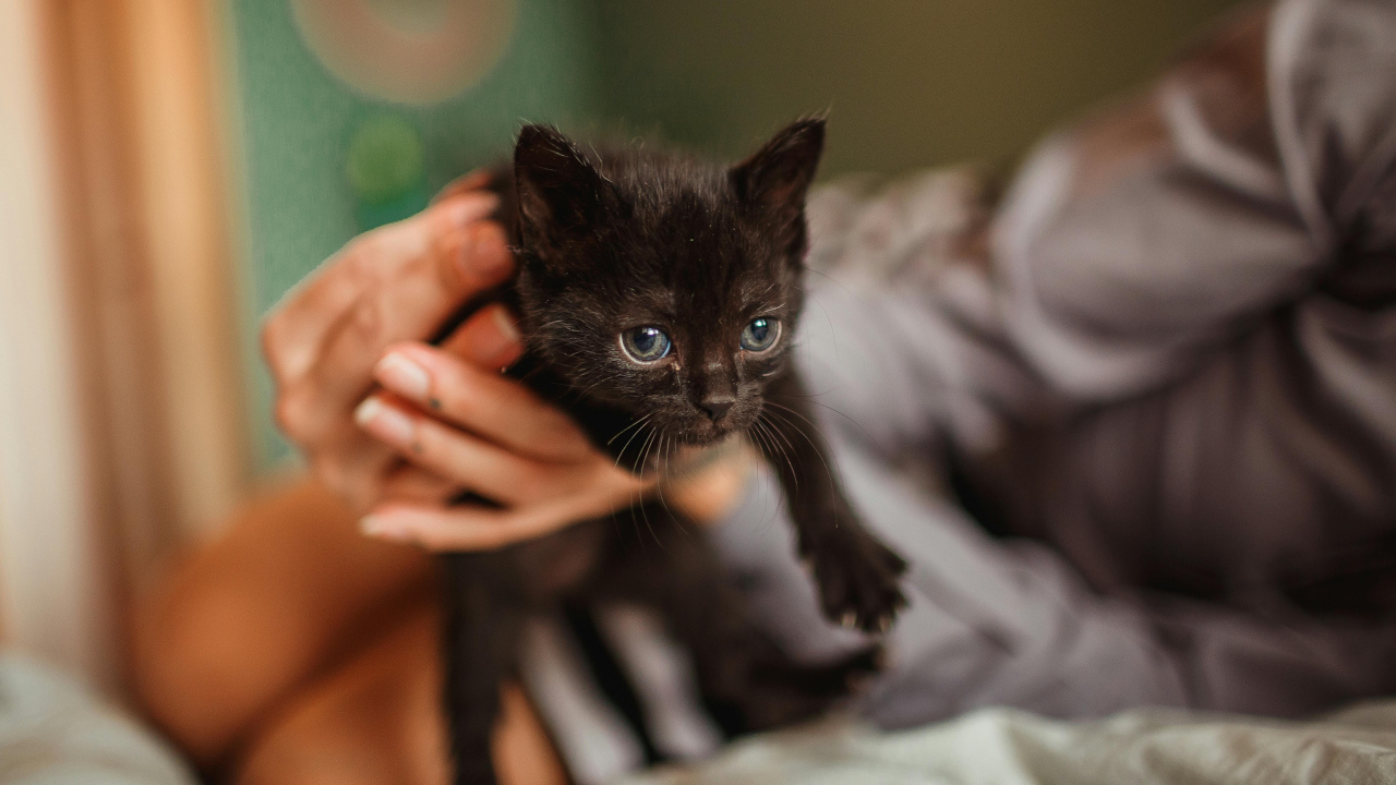 Котёнок чёрного цвета с синими глазками