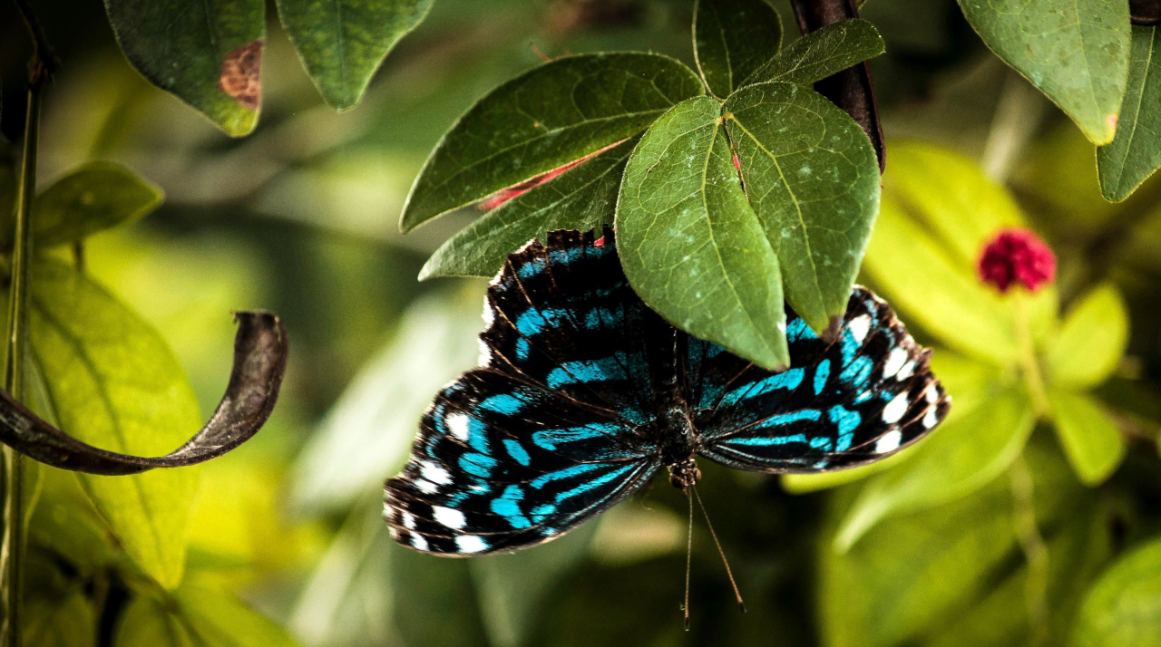 Голубая бабочка в зеленой листве
