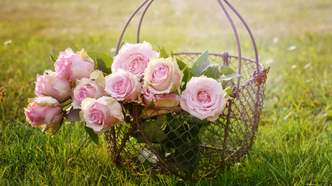 Розовые розы в корзине