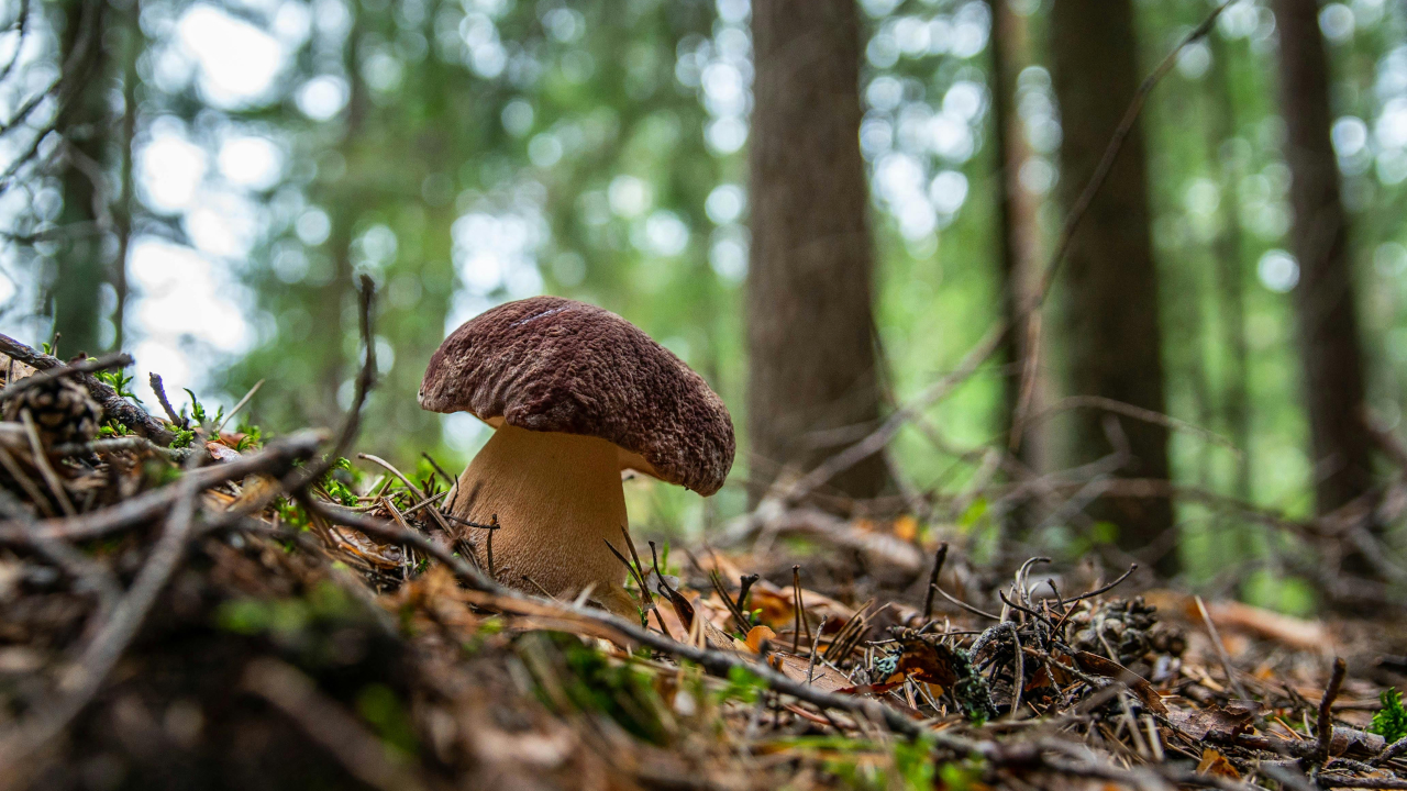 Гриб растёт на склоне холма, в лесу