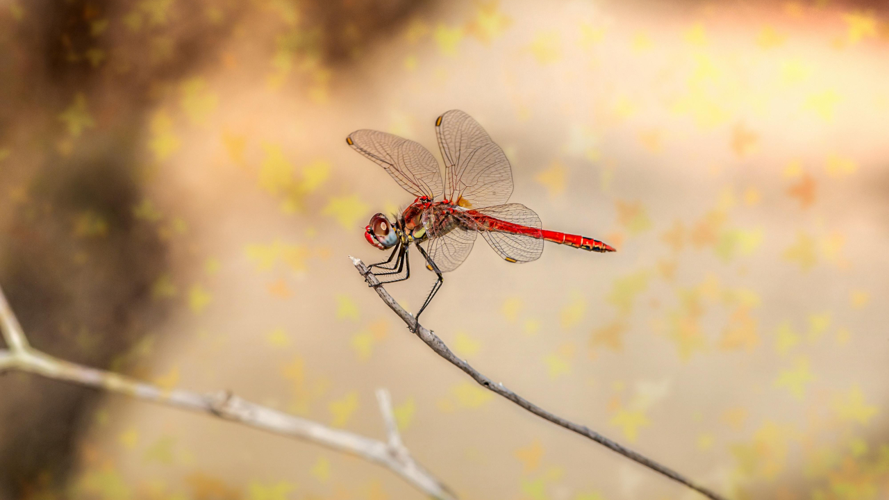 Стрекоза сидит на сухой травинке