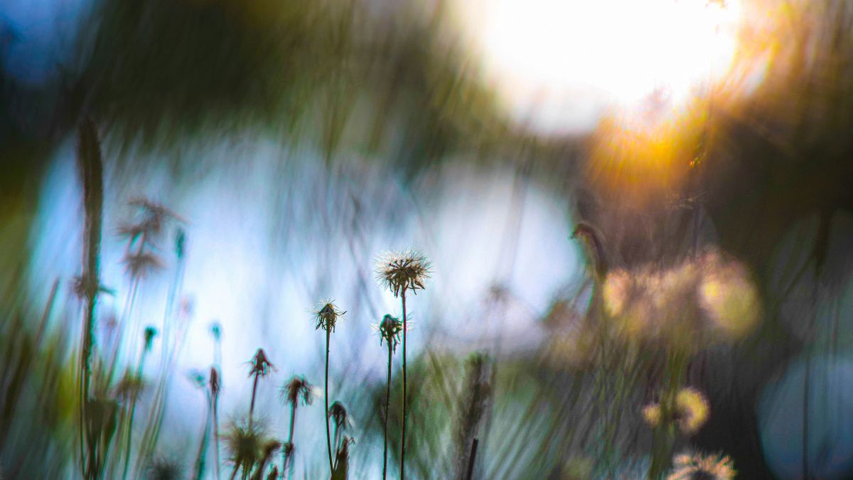 Пожухлые одуванчики