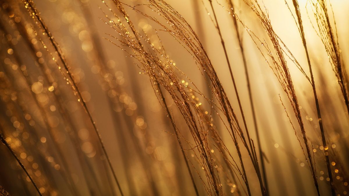 Веточки в золотых капельках