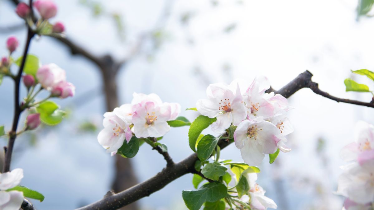 Цветущая ветка вишни