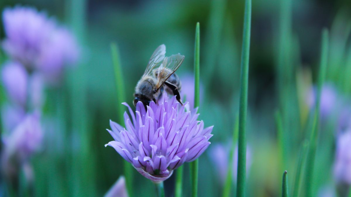 Пчела на голубом цветке
