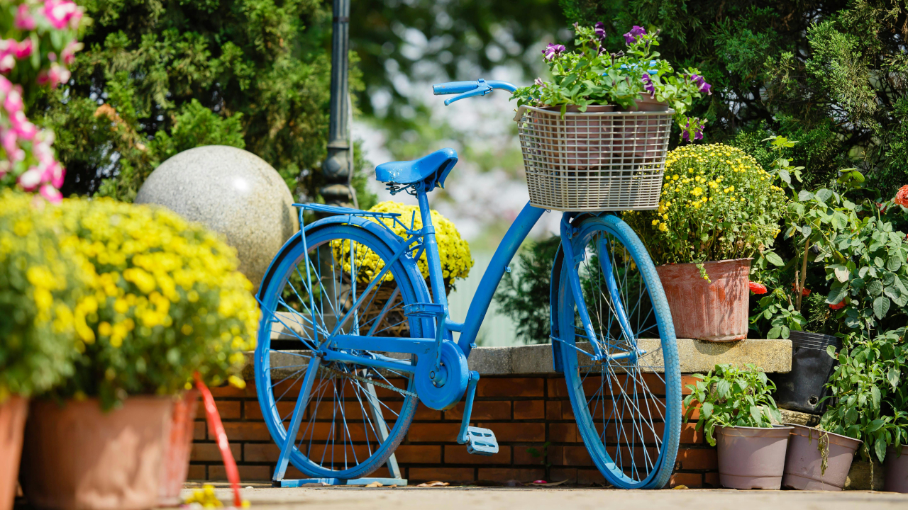 Голубой велосипед, как элемент цветочной клумбы