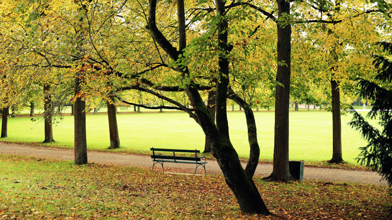 Пустая лавочка, в осеннем лесу
