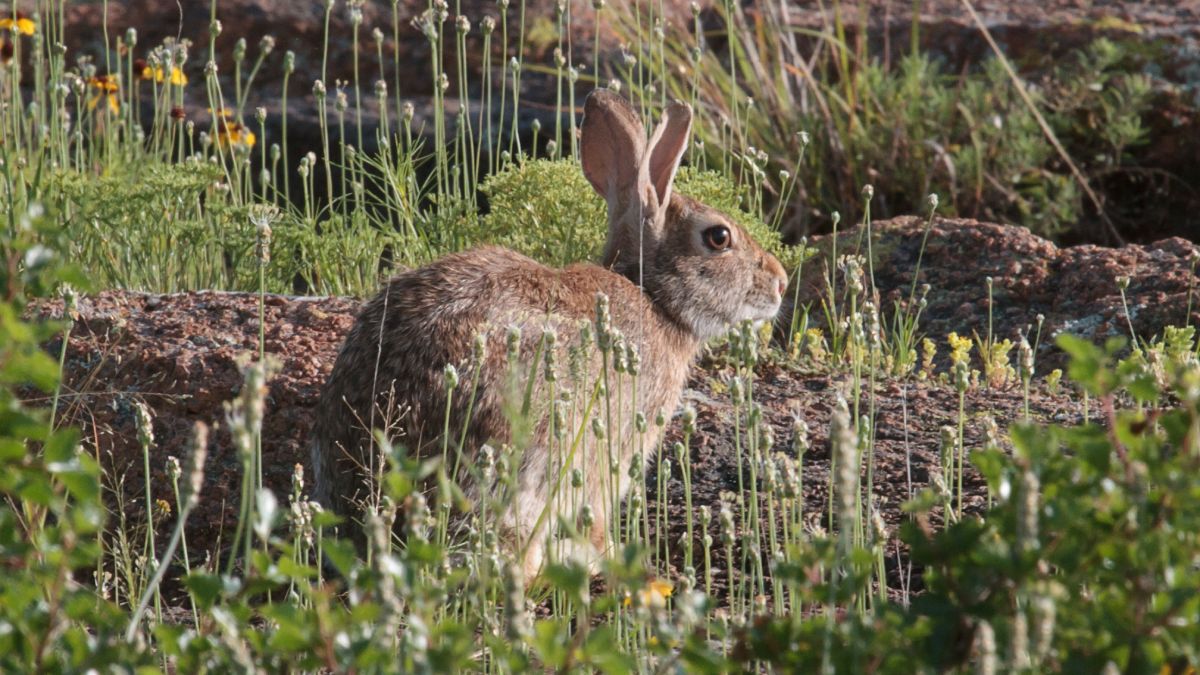 Заяц в траве