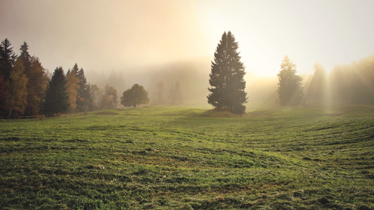 Дерево на поляне в тумане