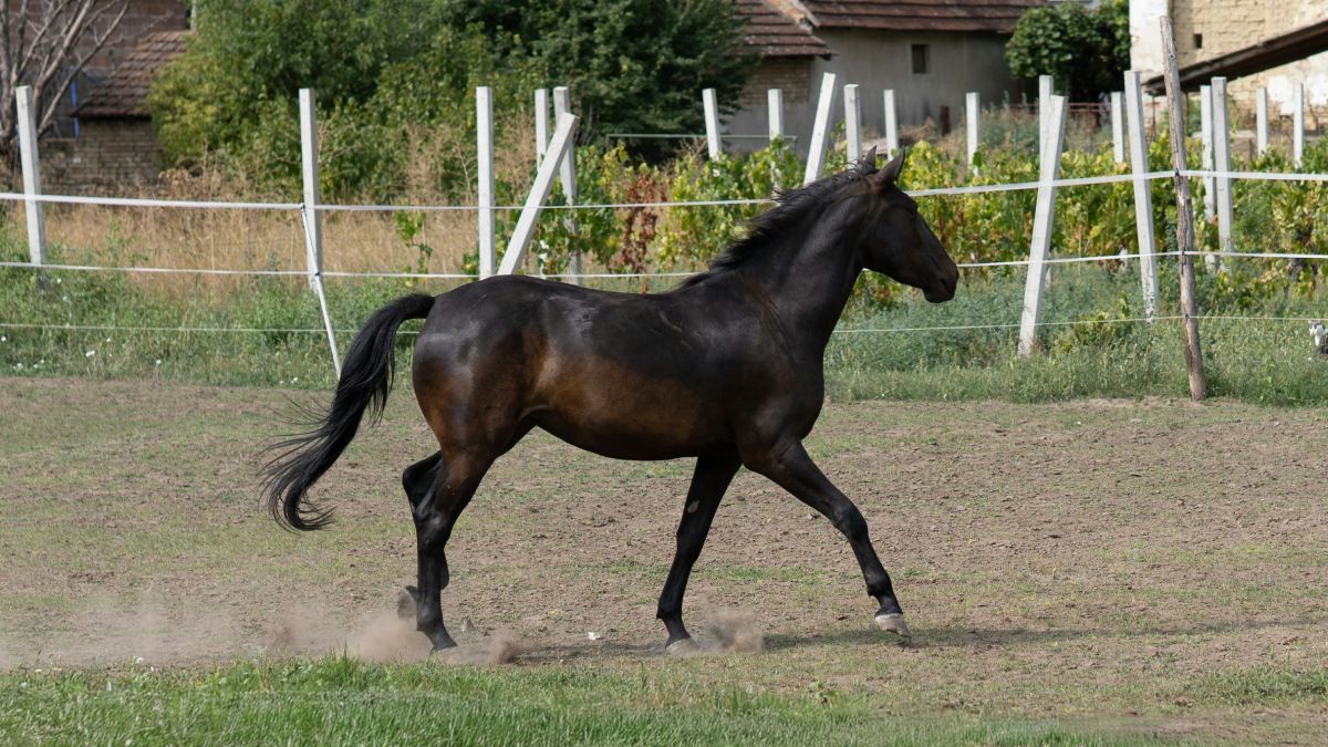 Черный конь
